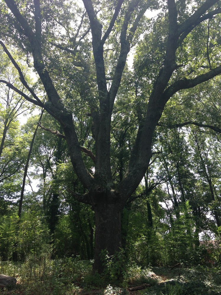 old-tree